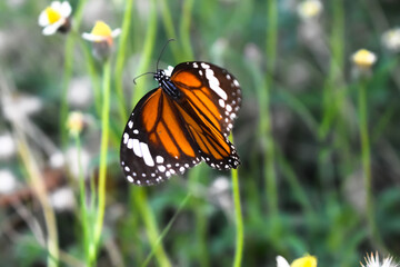 Butterfly Flower Images. Beautiful butterfly on green background. This photo contains a beautiful butterfly with wings sitting on flowers. nature photo of flowers.