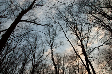 dark silhouettes of trees against the sky