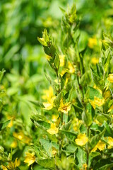 Obraz premium Hübsche gelbe Blümchen in der Natur