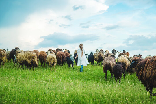 Child with sheep and goats in the meadow. Selective focus.