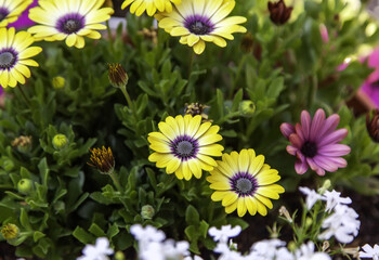 Daisies in a field