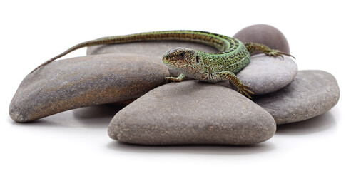 One green lizard on stones.