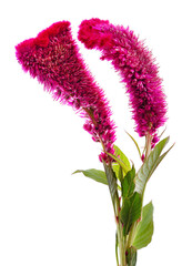 Beautiful bloom of amaranth.