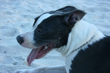 american staffordshire terrier