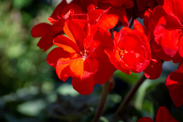 Close-up geranium flower in red color. Dark red flowers. Red geranium flowers and sunlight....