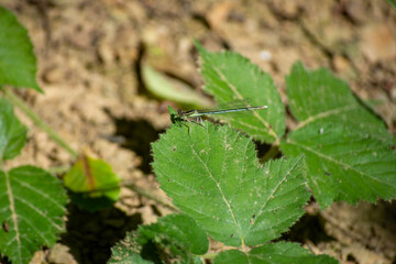 A dragonfly perched on a green leaf. Ruddy Darter Dragonfly perched on stalk. Selective focus.