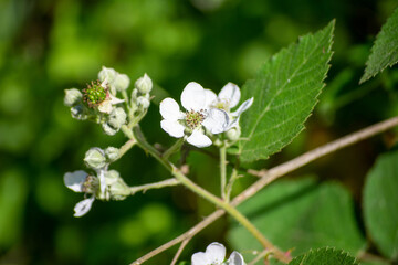 Green leaves and white flower. Plants in the forest. Plant discovery in nature. Selective focus.