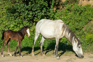 Mother horse and cub. White and brown horses. Beautiful horses. Newborn foal. Selective focus.