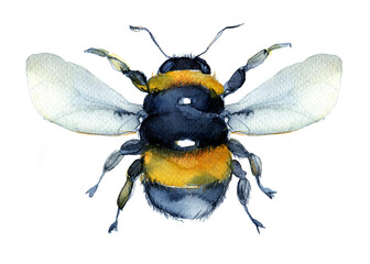 Watercolor bee, honeybee hand painted Illustration isolated on white background. Summer symbol for postcard, poster, banner and website.