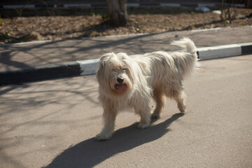 A fluffy dog with white fur runs down the street.