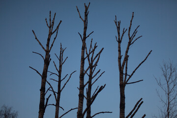 Dried trees against the evening sky. Old trees in gloomy darkness.