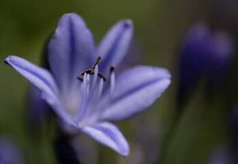 Close-up of violet Agapanthus africanus flower, commonly known as lily of the Nile. Focus on the stamens, pistil and some petals. Narrow depth of field