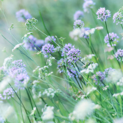 Nature background with spring flowers. Selective and soft focus. 