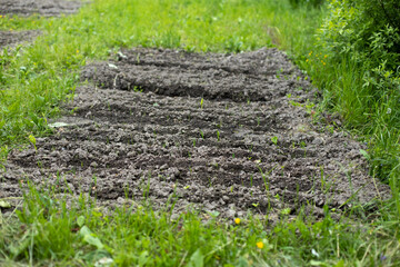 Obraz premium Plowed land for planting vegetables. The soil in the garden. Summer land. Preparation of planting seedlings.