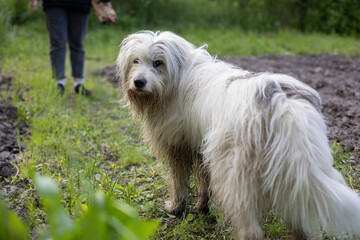 The dog walks in nature. White shaggy terrier.