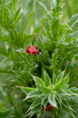 ladybugs climbing from leaf to leaf