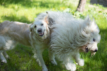 Dog on walk. Animal walks in nature. Pet rejoices in summer on street.