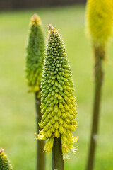 Kniphofia or tritoma, red hot poker, torch lily, knofflers or poker plant flower in summer garden