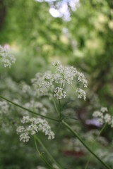 flowers in the forest