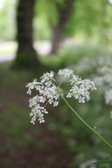 flowers in the forest