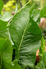 green Horseradish Armoracia rusticana plant with big leaves in summer kitchen garden