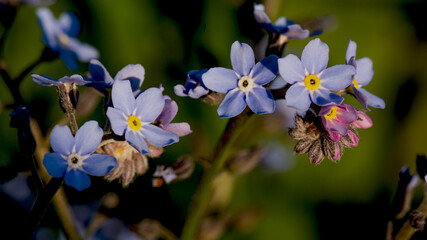 Forget-me-not flower 