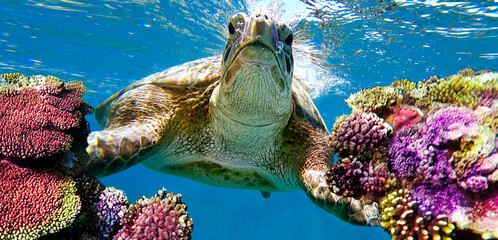 turtle swims in the corals underwater