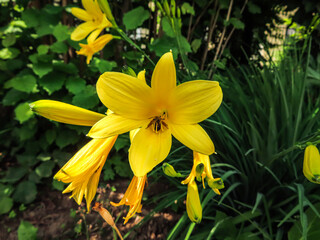 yellow lily in a garden