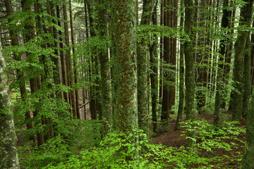 Fototapeta na wymiar beautiful beech forest on tuscany mountains, Italy.