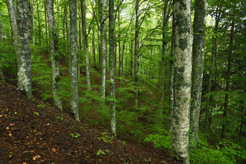 beautiful beech forest on tuscany mountains, Italy.