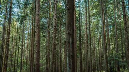 Fototapeta na wymiar Pine trees and fir trunks in spring coniferous forest close up. Coniferous forest landscape on a sunny day. Primitive forest. Spruce. Selective focus