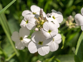 Obraz na płótnie Canvas white hesperis flower