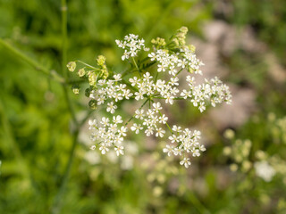 kupyr flowering with small white flowers