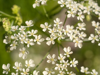 small white flowers closeup