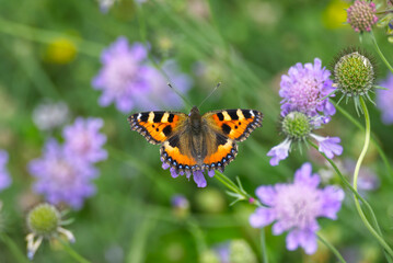 Small tortoiseshell butterfly (Aglais urticae) sitting on a purple flower in Zurich, Switzerland.