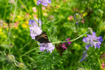 Small tortoiseshell butterfly (Aglais urticae) sitting on a flower in Zurich, Switzerland.