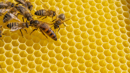 Honey bee queen
 - obrazy, fototapety, plakaty