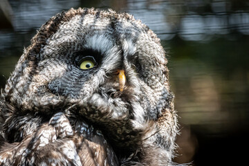 Closeup of a Great Grey Owl