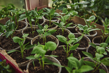 Close-up of green seedling growing out of soil. Growing greenery in a home greenhouse in a country house
