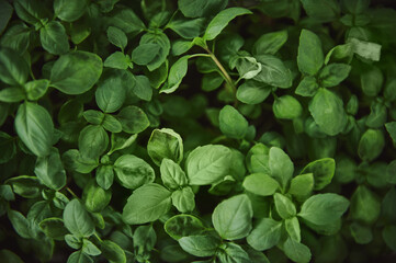 Fototapeta na wymiar Flat lay with basil leaves. Close-up, oregano, bazilic, greens, food and culinary herbs.