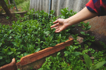 The gardener's female hand touching the leaves of the mint and peppermint growing in a country...