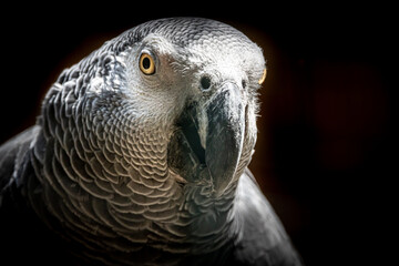 Parrot portrait