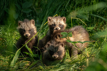 Jenot azjatycki © Sporywildlife