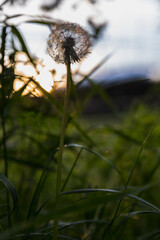 dandelions in the meadow