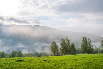 glade covered with grass with birches in the morning fog in the mountains.