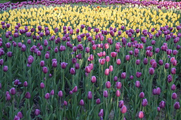 field of tulips