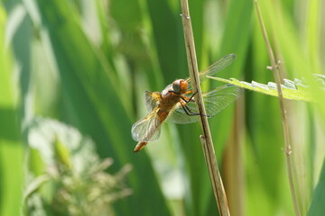 Ważka ,owad ważka ,owad ,owad latający ,drapieżny owad