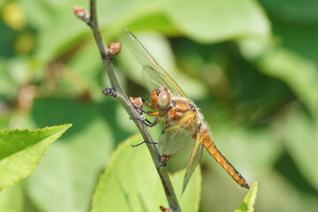 Ważka ,owad ważka ,owad ,owad latający ,drapieżny owad