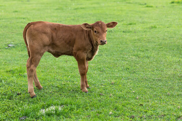 cattle in the meadow