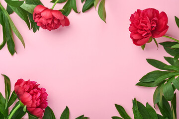 Beautiful red peony flowers bouquet over pink background, top view, copy space, flat-lay. Valentines day, mothers day background.